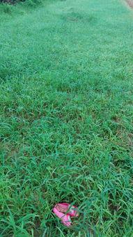 嫩草在线视频入口,探索青春活力的视听盛宴